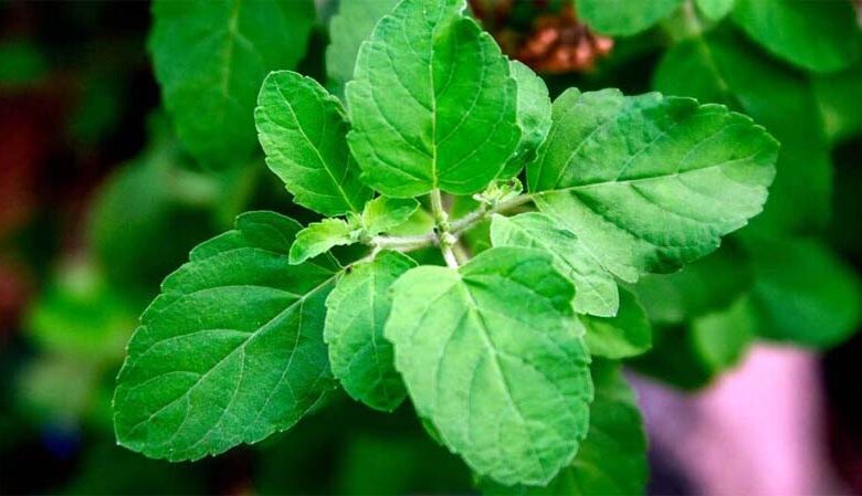 TULSI