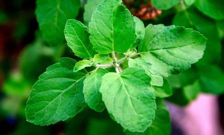 tulsi