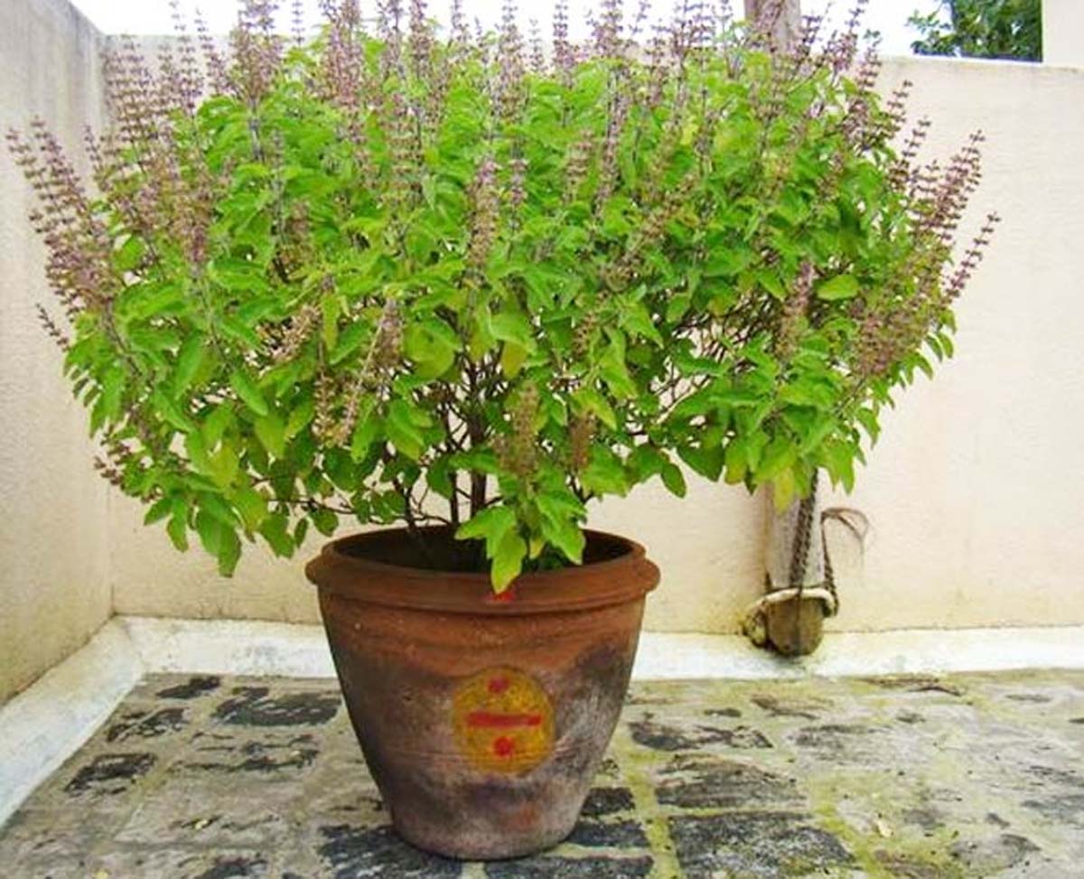 tulsi