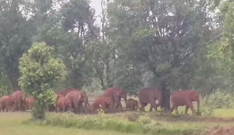 dantail haathi