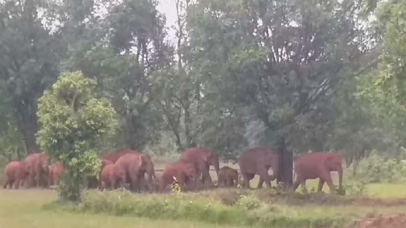 dantail haathi