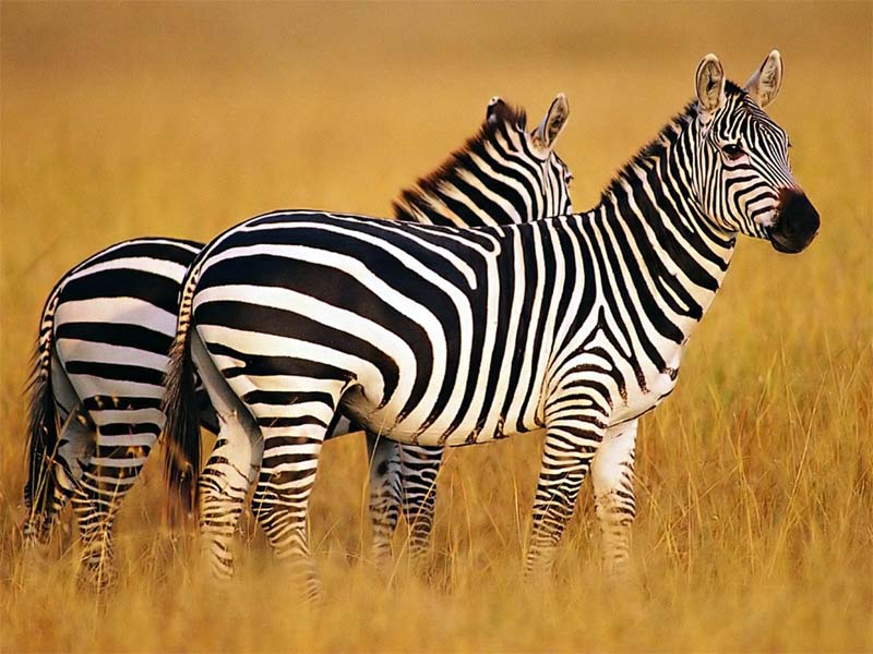 zebra