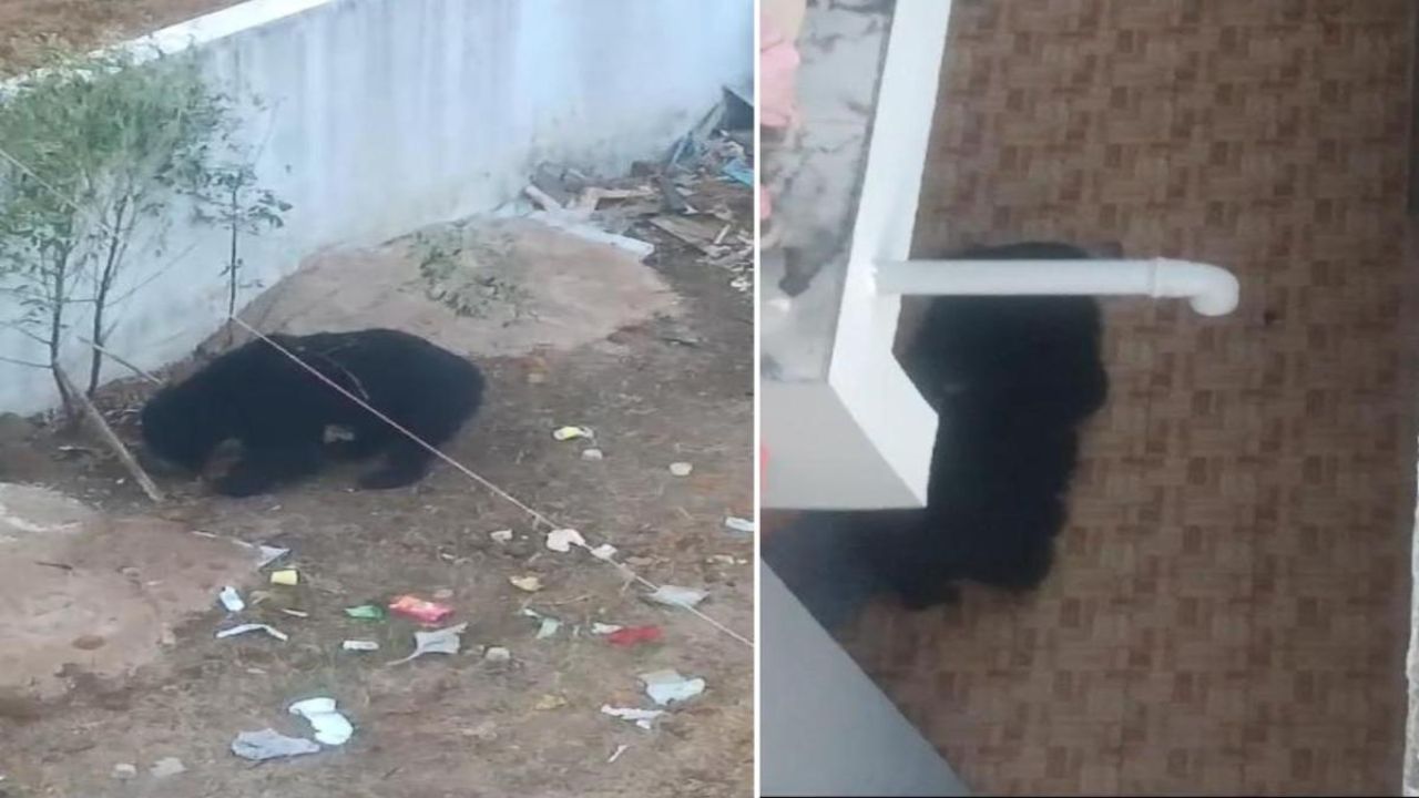Bear