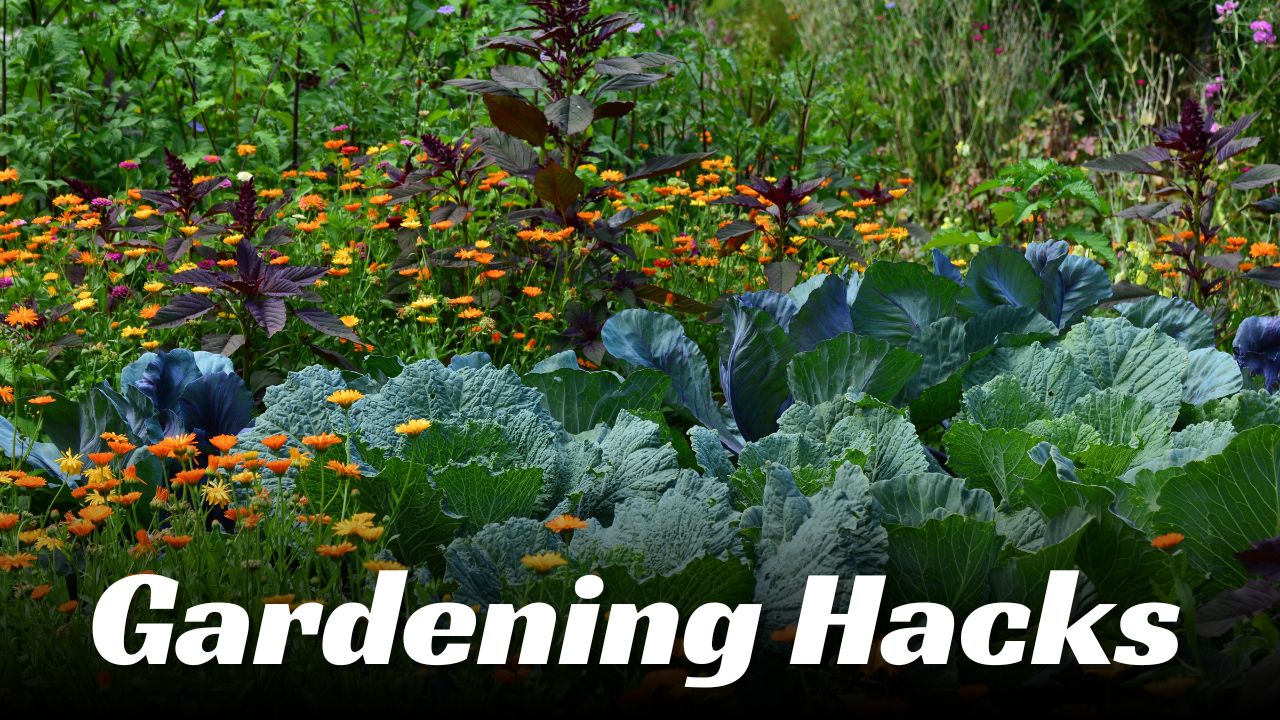 Gardening Hacks