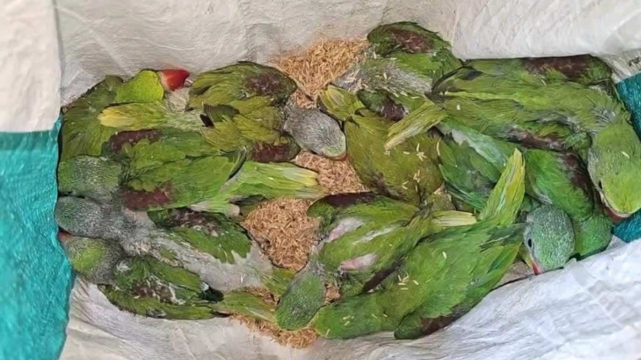 Parrot Smuggler