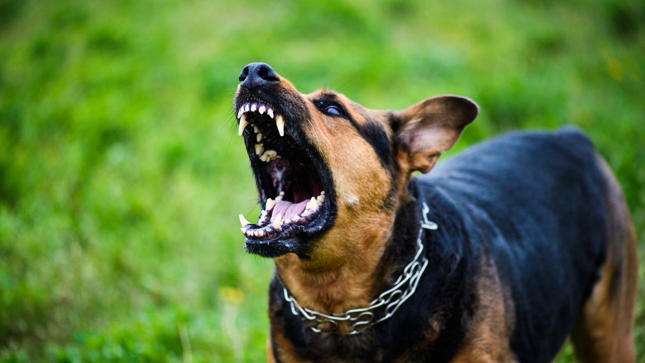 Dog Bite