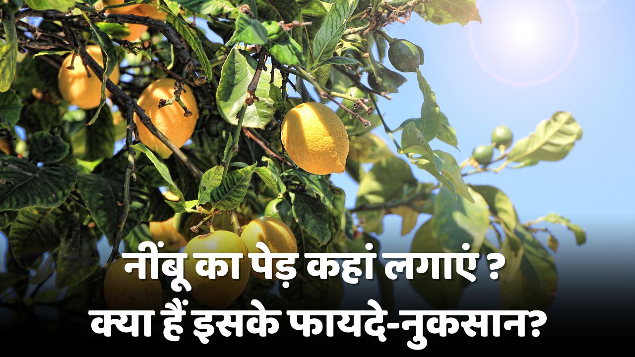 Vastu Shastra for Lemon Plant