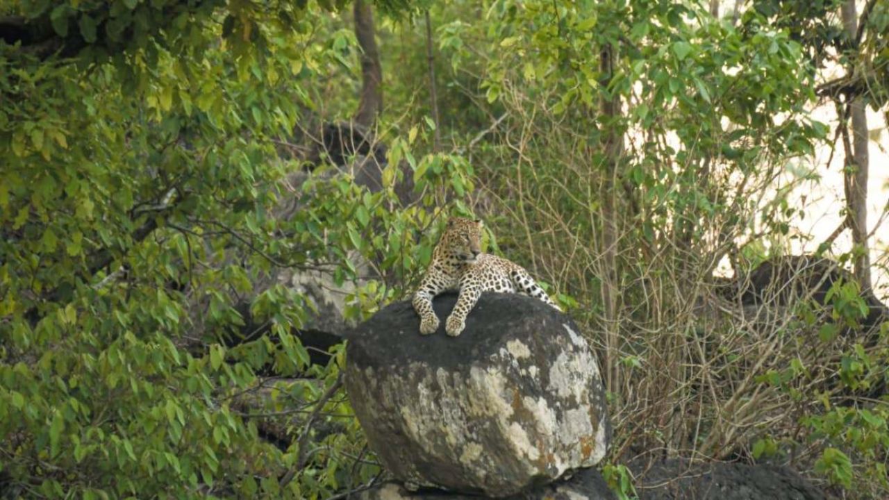 Leopard