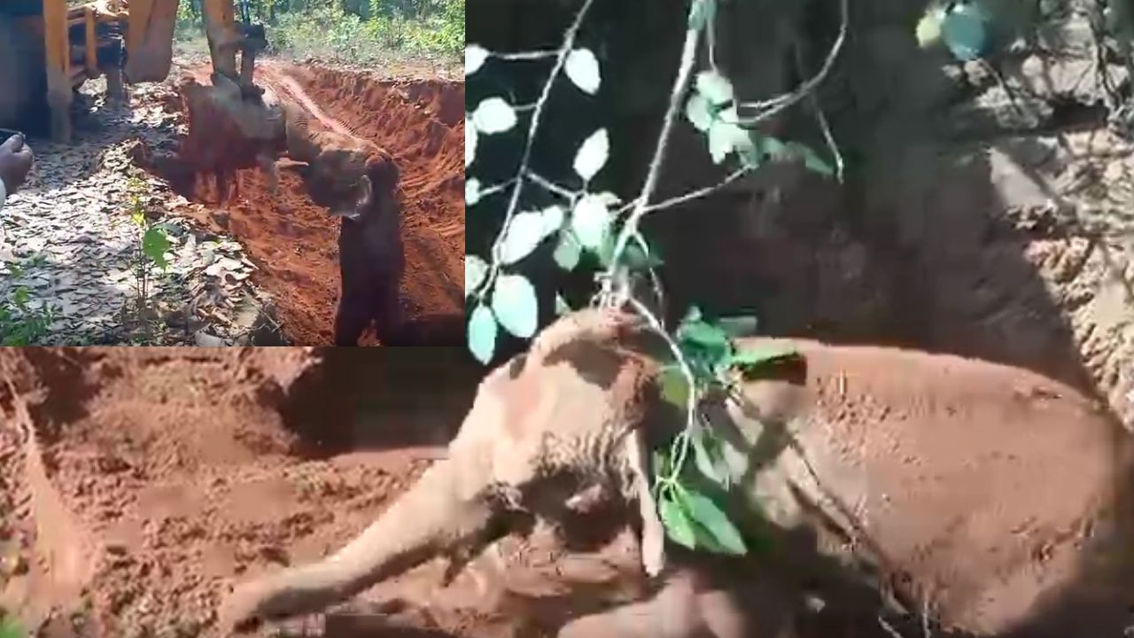 हाथी शावक