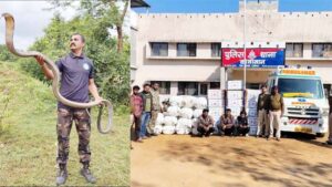 मशहूर सर्पमित्र निकला गाँजा तस्कर : यूटूब पर 56 लाख, इंस्टा पर 3 लाख फॉलोअर्स… ओडिशा से महाराष्ट्र तक गांजा तस्करी, सरगना आकाश जाधव समेत 9 गिरफ्तार