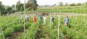 बिहान योजना से आत्मनिर्भर बनीं द्रौपती बांधे बनी लखपति दीदी, प्रतिमाह कमा रहीं 50 हजार रूपए