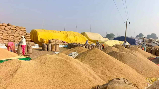 छत्तीसगढ़ में अब तक 93.12 लाख मीट्रिक टन धान की खरीदी, 16 लाख से ज्यादा किसानों को हुआ 20753 करोड़ का भुगतान
