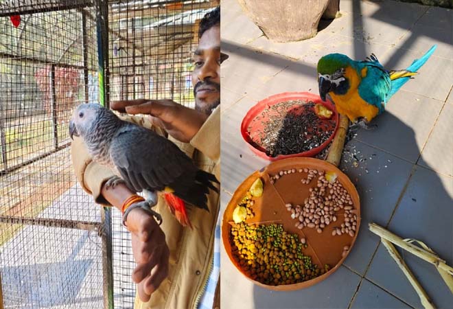 लामनी एवीयरी में नए मेहमानों का हुआ स्वागत : ब्लू गोल्ड मकाऊ और अफ्रीकन ग्रे पैरेट के आगमन से गुलजार हुआ परिसर  ​