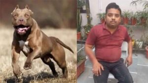 पिटबुल कुत्ते का आतंक, दो कारोबारियों पर किया जानलेवा हमला, मालिक के खिलाफ एफआईआर दर्ज