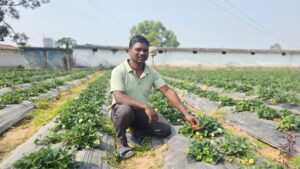 उद्यानिकी खेती से बदली किसान की आर्थिक तस्वीर, धान की तुलना में स्ट्रॉबेरी की खेती में डबल मुनाफा