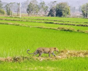 मां से बिछड़कर खेत में पहुंचा चार माह का तेंदुए का शावक, ग्रामीणों के सहयोग से वन विभाग ने किया सुरक्षित रेस्क्यू