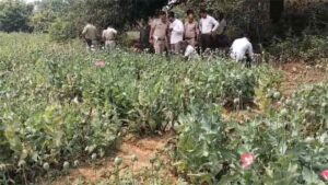 रायगढ़ में अफीम की खेती का खुलासा, पुलिस ने एक आरोपी को किया गिरफ्तार