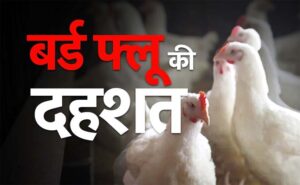 छग में बर्ड फ्लू का कोहराम : जिले की सीमाएं सील, चिकन-अंडों की बिक्री और परिवहन पर पूर्ण प्रतिबंध