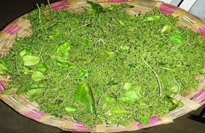 औषधीय गुणों से भरपूर मौसमी बोहार सब्जी की बढ़ी डिमांड, 250 रुपए प्रति किलो बिक रही, जानें खासियत
