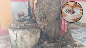 होली से पहले इस गाव मे है अनोखी परंपरा, पूजा के बाद गांव के बाहर छोड़ी जाती है मुर्गी
