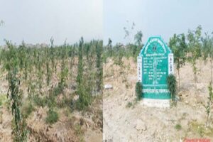 बंजर डंप क्षेत्र से हरा-भरा जंगल बनने की ओर गेवरा की अनूठी पहल, जहां हरियाली संभव नहीं थी, वहां उगा जंगल