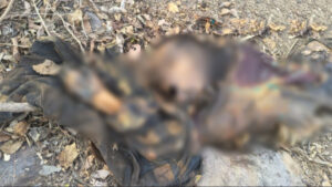 जंगल में मिली सड़ी गली लाश : इलाके में फैली सनसनी, पुलिस जांच मे जुटी  