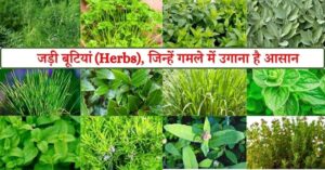 छत्तीसगढ़ की जड़ी-बूटियों से महकेगा नारी शक्ति का स्वावलंबन, औषधि पादप बोर्ड की नई कार्ययोजना से आत्मनिर्भरता की नई इबारत लिख रही हैं ग्रामीण महिलाएं