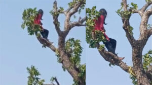 मोबाइल के लिए पेड़ पर चढ़ी लड़की, वायरल हुआ वीडियो, पुलिस ने दी समझाइश