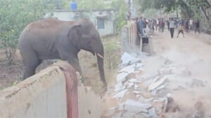 गौरेला-पेंड्रा-मरवाही जिले में हाथियों का आतंक, गांव में घुसकर बाउंड्री वॉल तोड़ा, लोगों में दहशत का माहौल