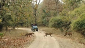 आज से पर्यटकों के लिए बंद हुए छत्तीसगढ़ के जंगल, इतने दिनों तक नहीं कर सकेंगे सफारी