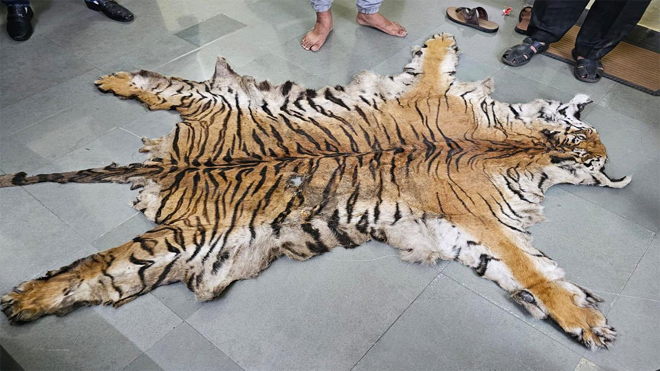 इंद्रावती टाइगर रिजर्व में बाघ की खाल की तस्करी करने वाले गिरोह का भंडाफोड़, 8 आरोपी गिरफ्तार