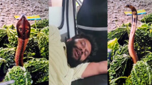 भरे बाजार मे निकला कोबरा : करेले के बीच से निकलकर खरीद रहे युवक को काटा, विडियो वायरल