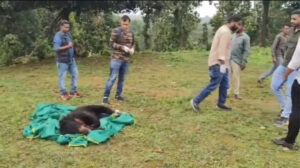कटहल की खुशबू खींच लाई पेड़ तक, टहनियों में फंसा भालू… घंटों चले रेस्क्यू के बाद सुरक्षित जंगल में छोड़ा गया