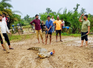 तालाब में दिखा 6 फीट लंबा मगरमच्छ, ग्रामीणों की भीड़ के बीच वन विभाग ने किया रेस्क्यू