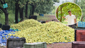 छत्तीसगढ़ का शिमला ‘मैनपाट‘ बना एग्री-टूरिज्म का नया केंद्र : नाशपाती की बागवानी से किसान मनोज यादव की बढ़ी आय, पर्यटकों के आकर्षण का बना केंद्र