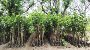 हरित क्रांति की ओर बड़ा कदम : एक पेड़ माँ के नाम’ अभियान के तहत लाखों पौधों का होगा रोपण। उद्योगों को 8,950 पीपल के पौधे लगाने की जिम्मेदारी