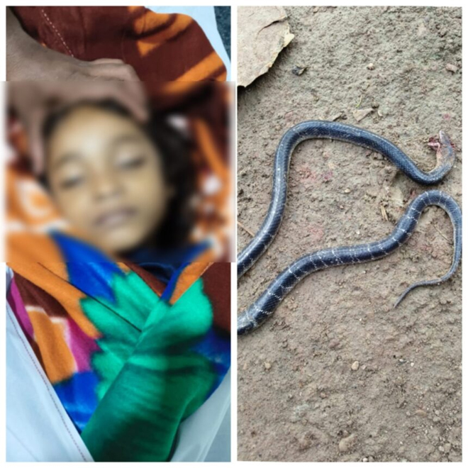 खाट पर सो रही 8 साल की मासूम को सांप ने डसा, अस्पताल ले जाते समय मौत, गांव में पसरा मातम