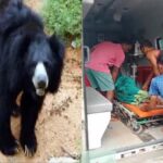 पेण्ड्रा मे भालू का आतंक : बाड़ी मे काम कर रही महिला पर किया जानलेवा हमला, ग्रामीणों ने बचाई महिला की जान