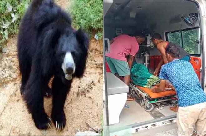 पेण्ड्रा मे भालू का आतंक : बाड़ी मे काम कर रही महिला पर किया जानलेवा हमला, ग्रामीणों ने बचाई महिला की जान