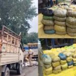 भारी मात्रा मे गांजे की तस्करी : दो पिकअप भरकर ले जा रहे थे गांजा, 8 क्विंटल माल जब्त, 7 हिरासत में