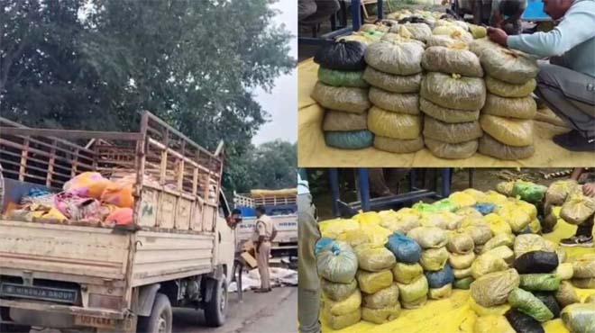भारी मात्रा मे गांजे की तस्करी : दो पिकअप भरकर ले जा रहे थे गांजा, 8 क्विंटल माल जब्त, 7 हिरासत में