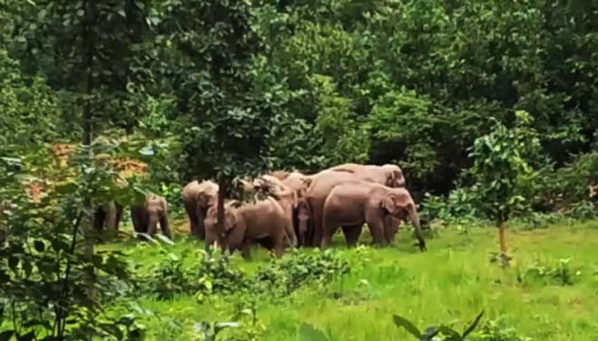 हाथियों के दल का आतंक : 5 हेक्टेयर धान की फसल रौंदी, गांवों में दहशत, 24 घंटे निगरानी