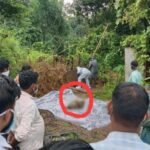 लिव-इन रिलेशनशिप में रह रही महिला की हत्या, सेप्टिक टैंक में छिपाई लाश, सड़ा-गला शव बरामद