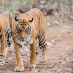 इंद्रावती रिजर्व में घूम रहे 8 बाघ : इनकी गतिविधियों पर नजर रखने हर वनमंडल में बनेगा टाइगर मूवमेंट सेल