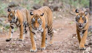 इंद्रावती रिजर्व में घूम रहे 8 बाघ : इनकी गतिविधियों पर नजर रखने हर वनमंडल में बनेगा टाइगर मूवमेंट सेल