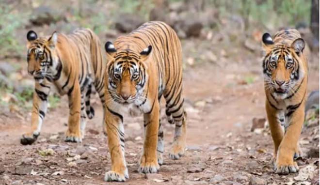 इंद्रावती रिजर्व में घूम रहे 8 बाघ : इनकी गतिविधियों पर नजर रखने हर वनमंडल में बनेगा टाइगर मूवमेंट सेल