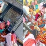 टमाटर से भरी पिकअप पलटी : सड़क पर मची लूट की होड़, हादसे के बाद चालक फरार